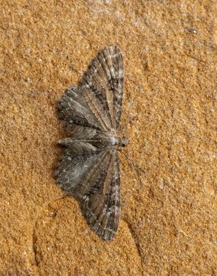 Common Pug