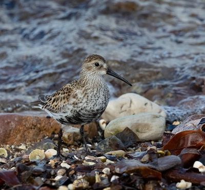 Dunlin