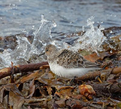 Sanderling
