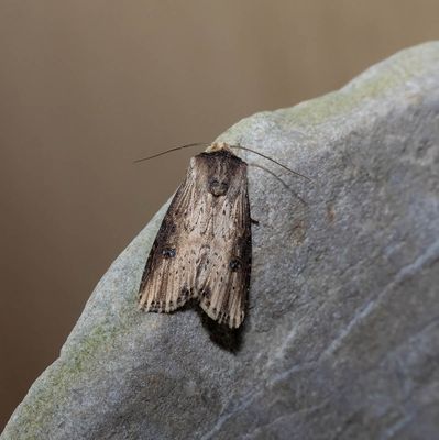 Flame (Axylia putris)
