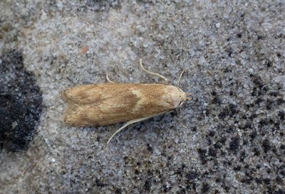 MICRO MOTHS