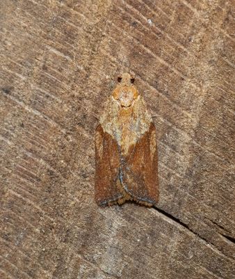 Light Brown Apple moth