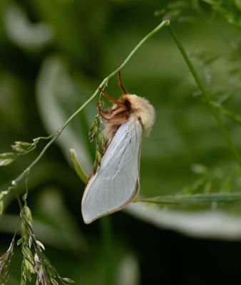 Ghost Moth (Hepialus humuli)