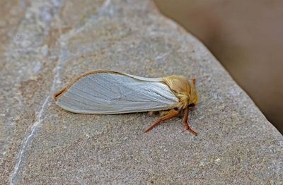 MACRO MOTHS