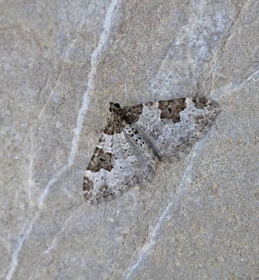 Garden Carpet