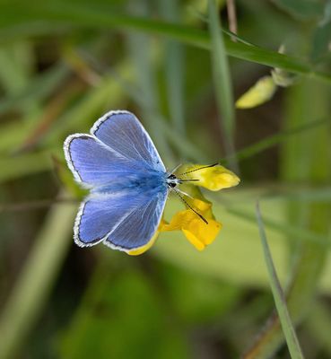 Common Blue (male)