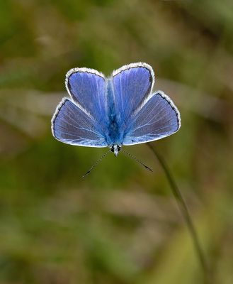 2025 BUTTERFLIES