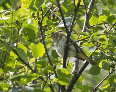 Iberian Chiffchaff