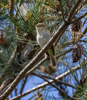 Iberian Chiffchaff