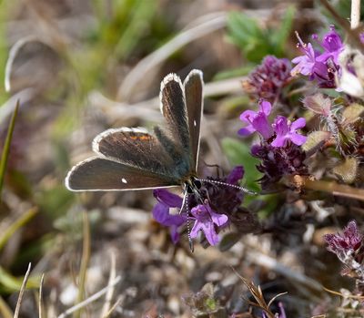 Northern Brown Argus