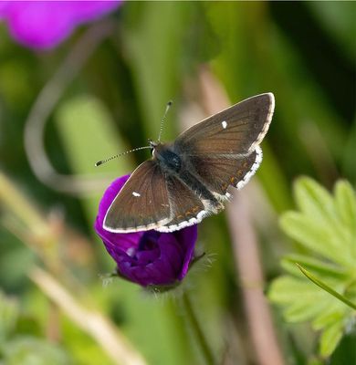 2025 BUTTERFLIES
