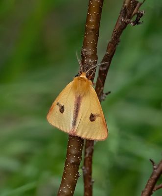 MACRO MOTHS