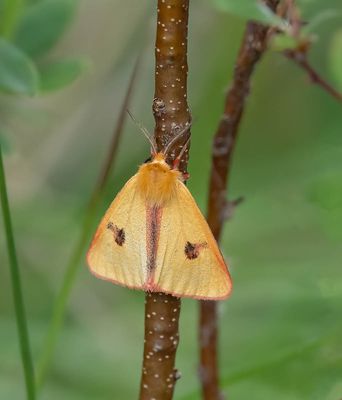 MACRO MOTHS