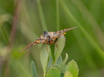 Marsh Fritillary  (Euphydryas aurinia)