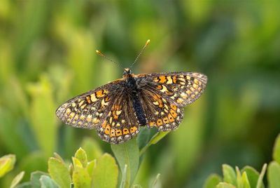 2025 BUTTERFLIES