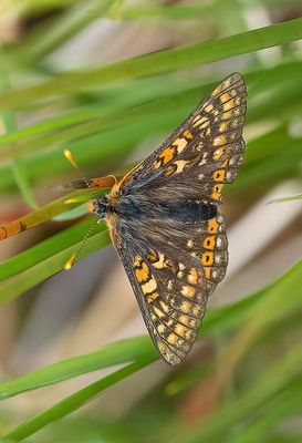 SCOTTISH BUTTERFLIES