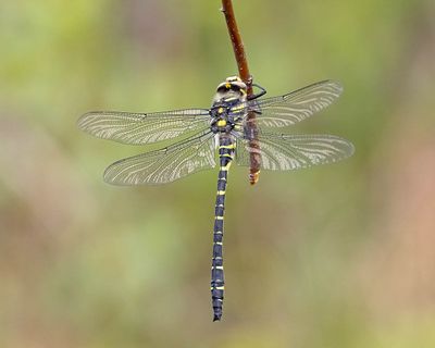 DRAGONFLIES DAMSELFLIES ETC.