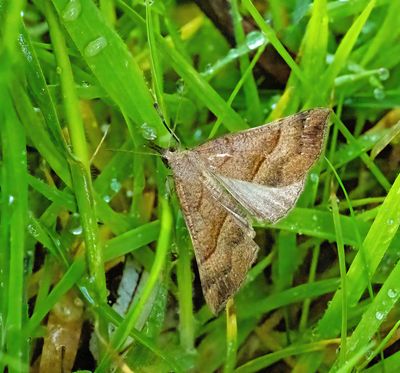 Snout (Hypena proboscidalis)