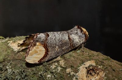 Buff-tip (Phalera bucephala)