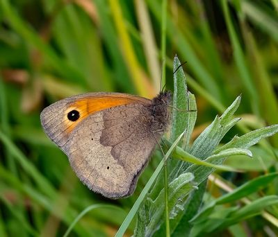 2025 BUTTERFLIES