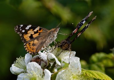 2025 BUTTERFLIES