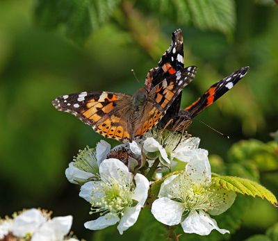 2025 BUTTERFLIES