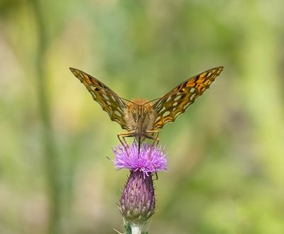 Dark-green Fritillary