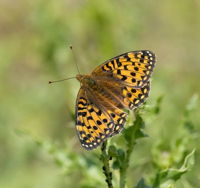 2025 BUTTERFLIES