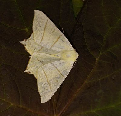 Swallow-tailed moth