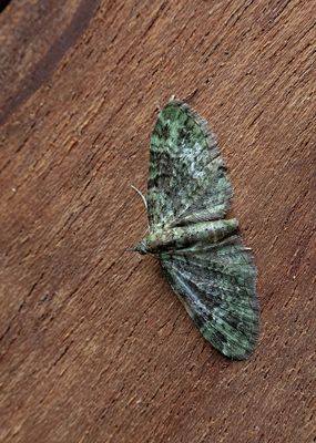 Green Pug