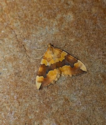 2025 MOTHS