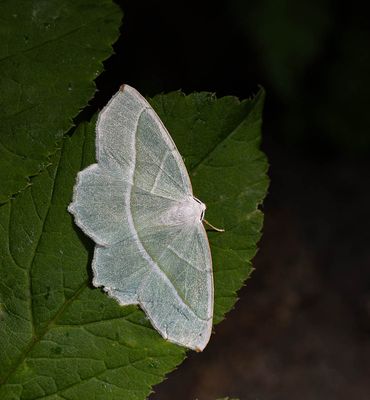 2025 MOTHS 
