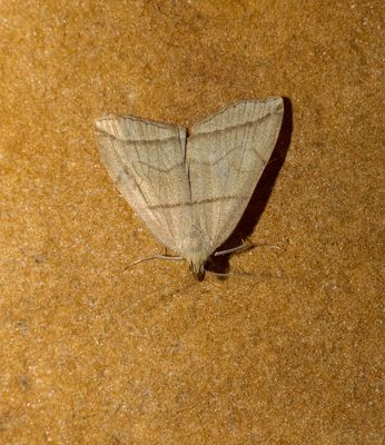2025 MOTHS
