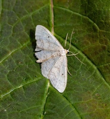 Small Fan-footed Wave