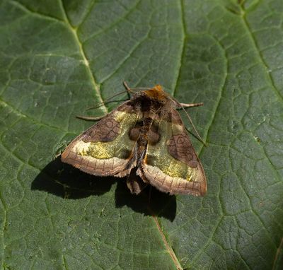 2025 MOTHS  (Date taken seq)