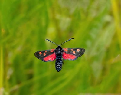 2025 MOTHS  (Date taken seq)