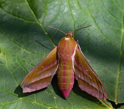 MACRO MOTHS
