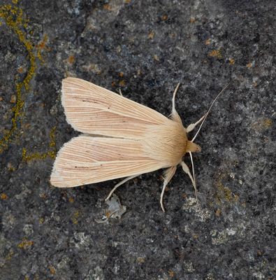 2025 MOTHS  (Date taken seq)