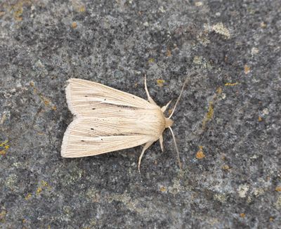 2025 MOTHS  (Date taken seq)