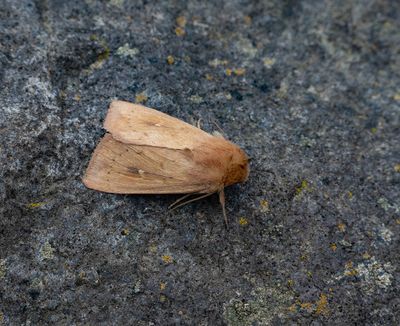 2025 MOTHS  (Date taken seq)