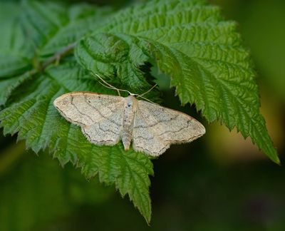 2025 MOTHS  (Date taken seq)