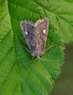 2025 MOTHS  (Date taken seq)