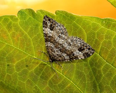 2025 MOTHS  (Date taken seq)