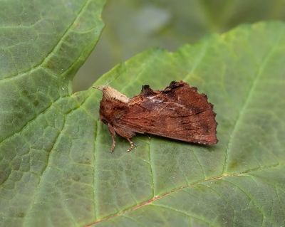 2025 MOTHS  (Date taken seq)