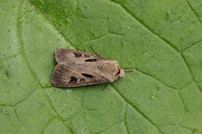 2025 MOTHS (Date taken seq)