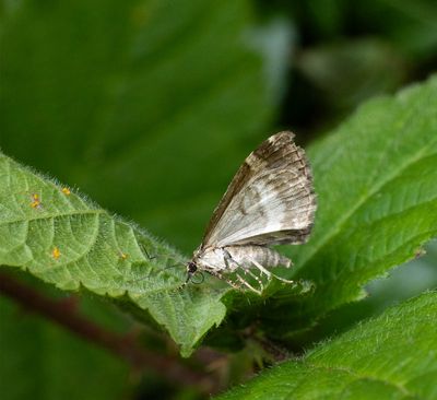 2025 MOTHS  (Date taken seq)