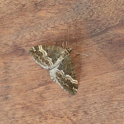 2025 MOTHS (Date taken seq)