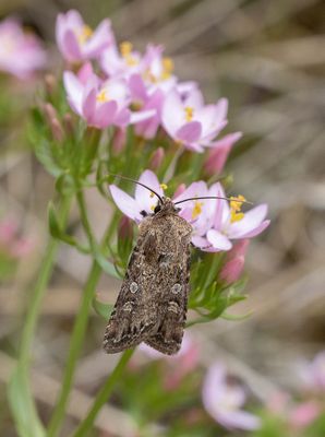 2025 MOTHS  (Date taken seq)