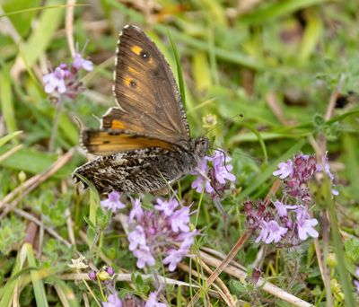 Grayling