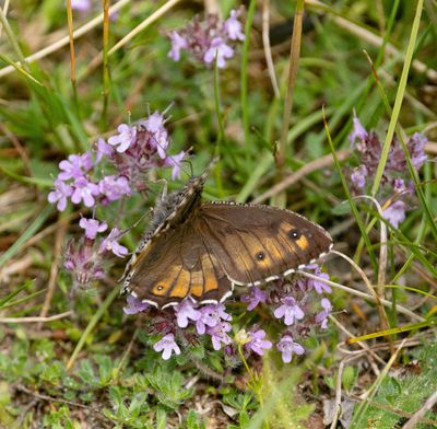 Grayling